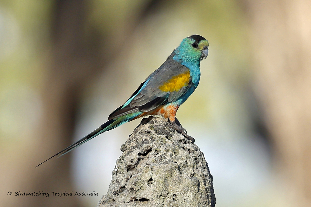 Golden-shouldered Parrot (Psephotellus chrysopterygius) photo