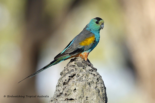 Golden-shouldered Parrot