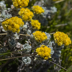 Helichrysum trilineatum