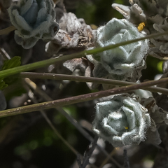 Helichrysum trilineatum