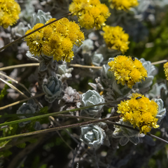 Helichrysum trilineatum