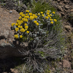 Helichrysum trilineatum