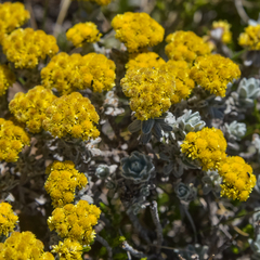 Helichrysum trilineatum