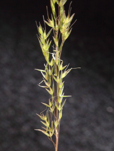 Agrostis plebeia