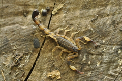Lychas mucronatus