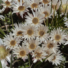 Helichrysum retortoides
