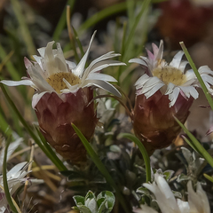 Helichrysum retortoides