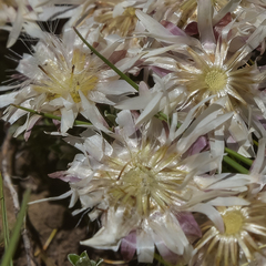 Helichrysum retortoides