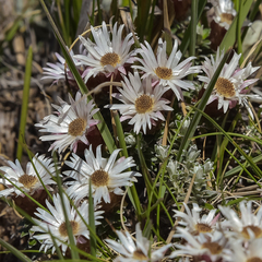 Helichrysum retortoides