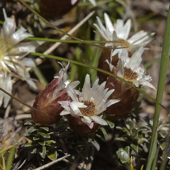 Helichrysum retortoides