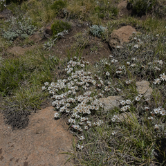 Helichrysum retortoides