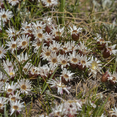 Helichrysum retortoides