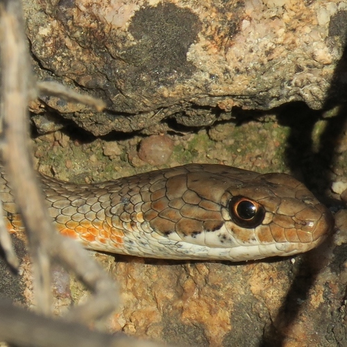 Karoo Sand Snake