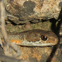 Karoo Sand Snake photo 3