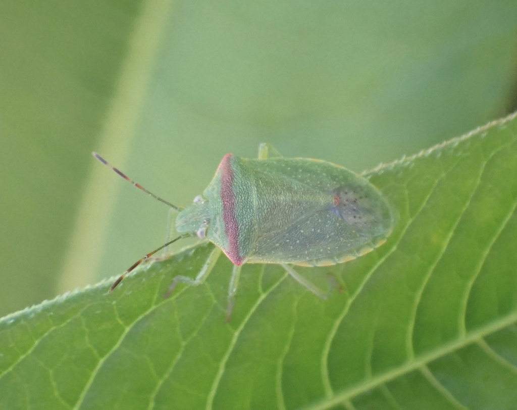 Red shouldered stink bug from sunnyslope channel jurupa valley ca us