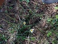 Crocus hyemalis