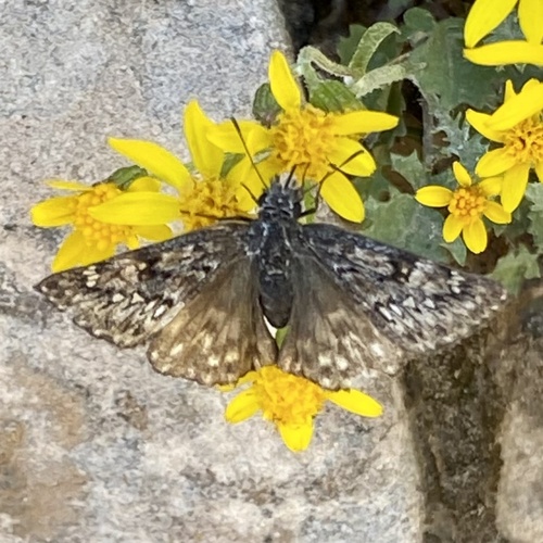 Rocky Mountain Duskywing photo 5