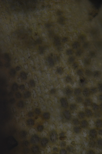 Image of Syntrichia norvegica by no rights reserved