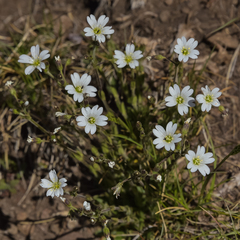 Cerastium arabidis