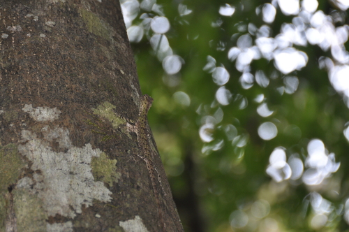 Indochinese Flying Lizard
