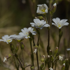 Cerastium arabidis
