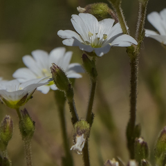 Cerastium arabidis