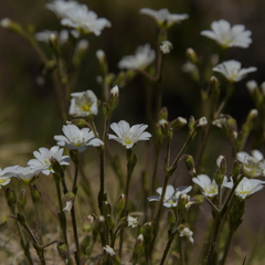 Cerastium arabidis