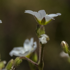 Cerastium arabidis
