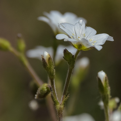 Cerastium arabidis