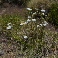 Cerastium arabidis