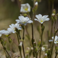 Cerastium arabidis