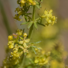 Galium capense