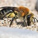 Rufous-backed Cellophane Bee - Photo (c) Riley Walsh, some rights reserved (CC BY-NC), uploaded by Riley Walsh