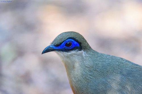 Coquerel's Coua