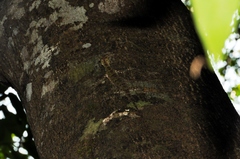 Draco indochinensis