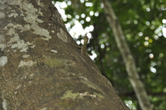 Draco indochinensis