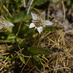 Alepidea pusilla