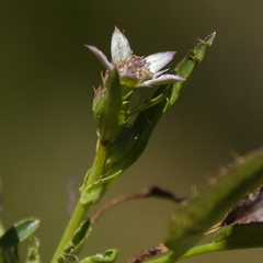 Alepidea pusilla