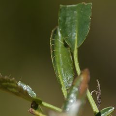 Alepidea pusilla