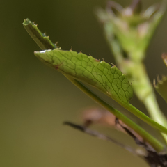 Alepidea pusilla