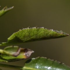 Alepidea pusilla