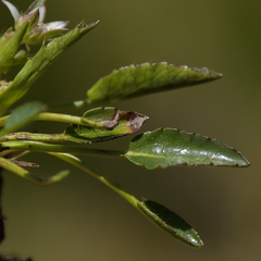 Alepidea pusilla