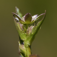 Alepidea pusilla