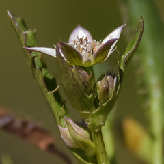 Alepidea pusilla
