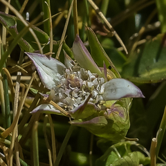 Alepidea pusilla