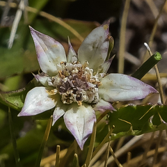 Alepidea pusilla