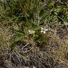 Alepidea pusilla
