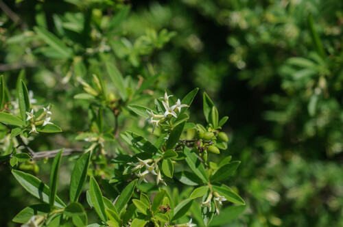 Daphne acutiloba