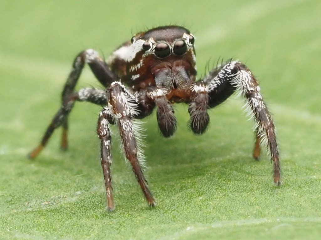 Thin-spined White-cheeked Jumping Spider from Westmoreland County, PA ...