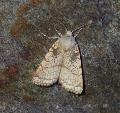 Heart Moth